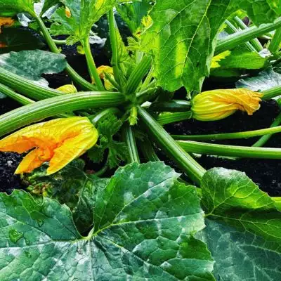 Inverclyde Shed Courgettes